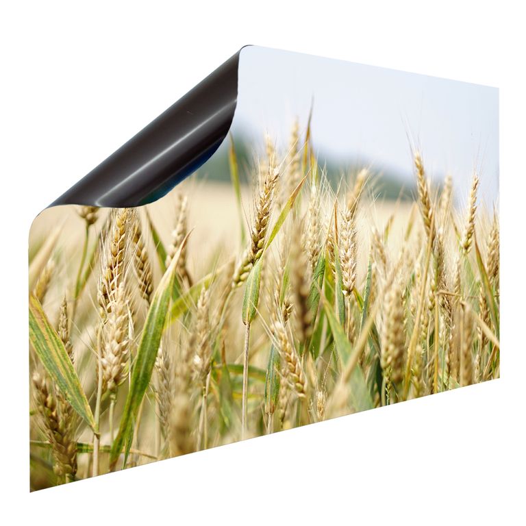 Magnetfolie Einzelbild - Hochwertiger Digitaldruck auf Magnetfolie Motiv Weizen