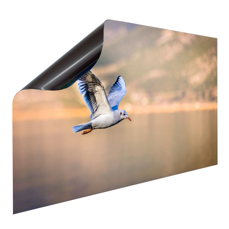 Bedruckte Magnetpinnwand Eisenfolie Whiteboard Magnetwand Motiv Vogel