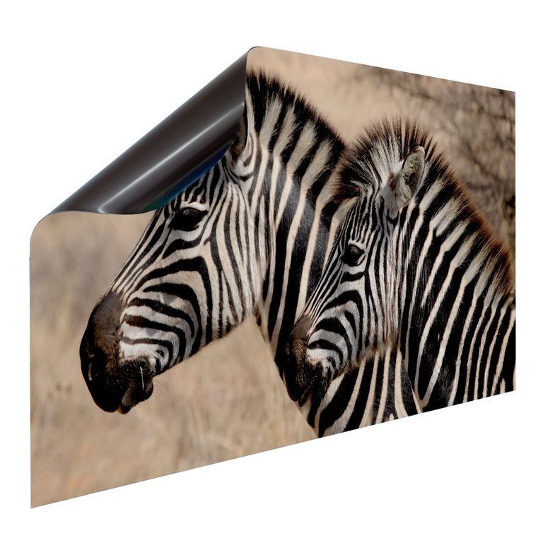 Bedruckte Magnetpinnwand Eisenfolie Whiteboard Magnetwand Motiv Zebra