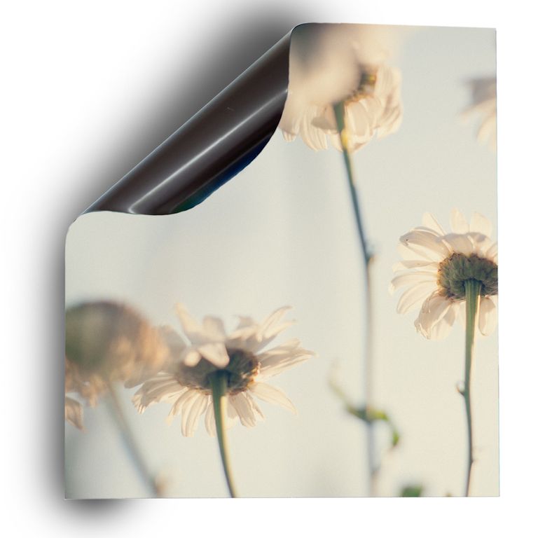 Spülmaschinen Möbel Magnetfolie Dekofolie Dekor Einzelbild - Motiv White Flowers