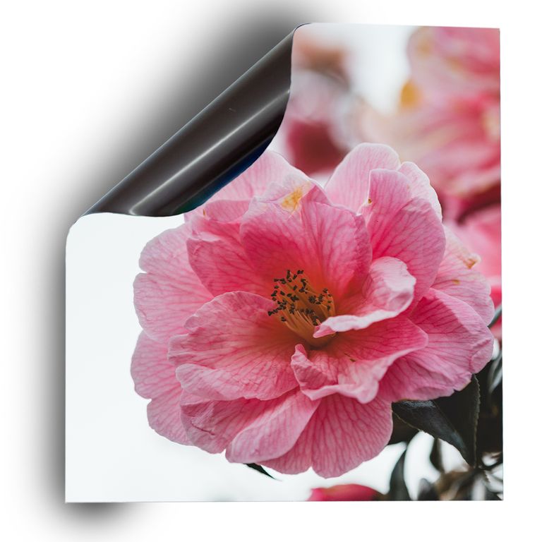 Spülmaschinen Möbel Magnetfolie Dekofolie Dekor Einzelbild - Motiv Rosa Blüten