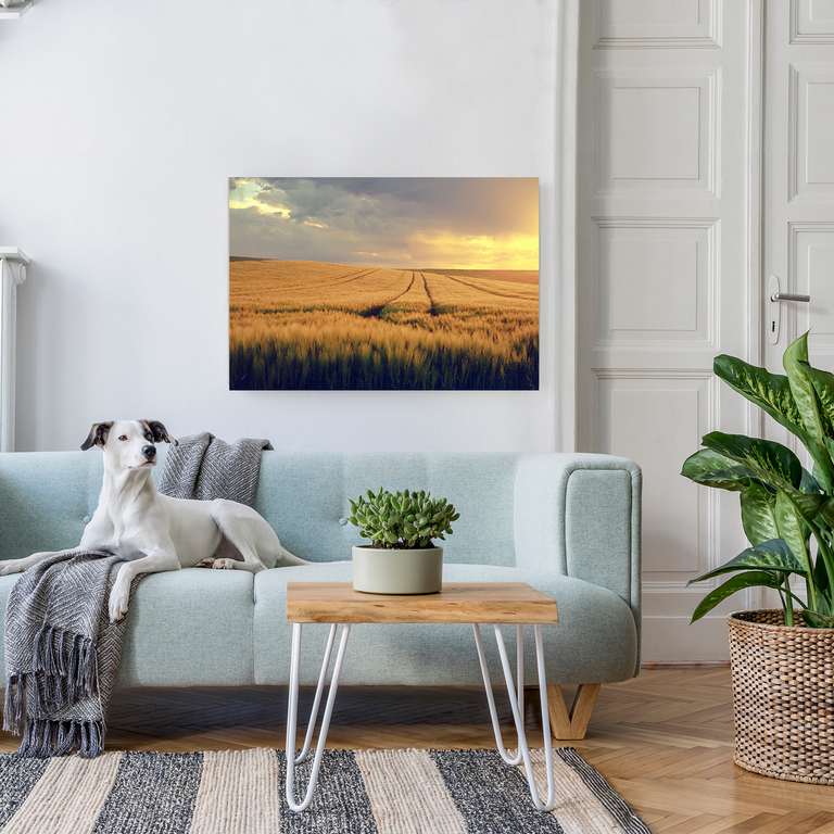 Bedrucktes Acrylglas als Magnetwand, Küchen-Hintergrund, Motiv: Getreidefeld