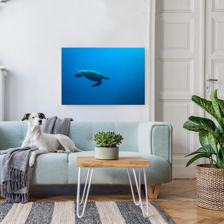 Bedrucktes Acrylglas als Magnetwand, Küchen-Hintergrund, Motiv: Wasser-Schildkröte