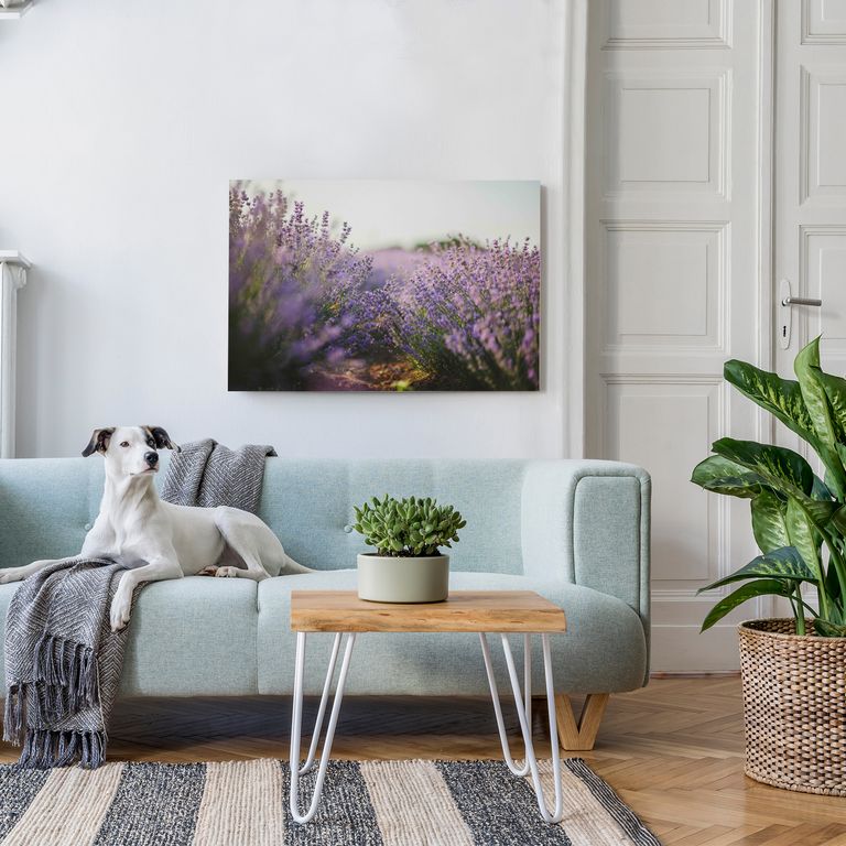 Bedrucktes Acrylglas als Magnetwand, Küchen-Hintergrund, Motiv Lavendelfeld