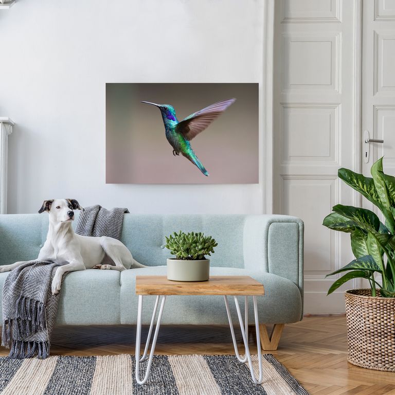 Bedrucktes Acrylglas als Magnetwand, Küchen-Hintergrund, Motiv Kolibri