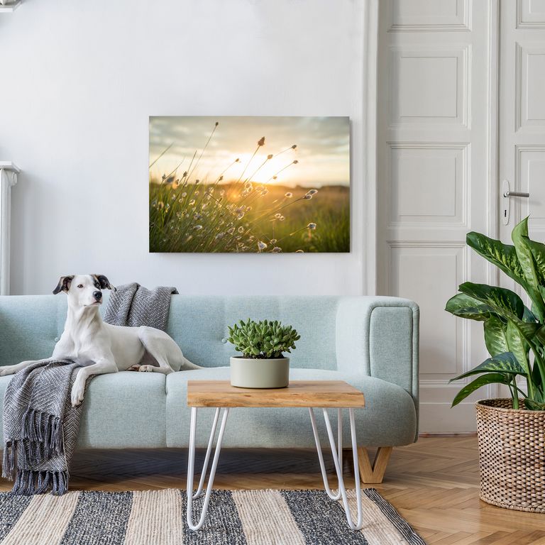 Bedrucktes Acrylglas als Magnetwand, Küchen-Hintergrund, Motiv Grashalm