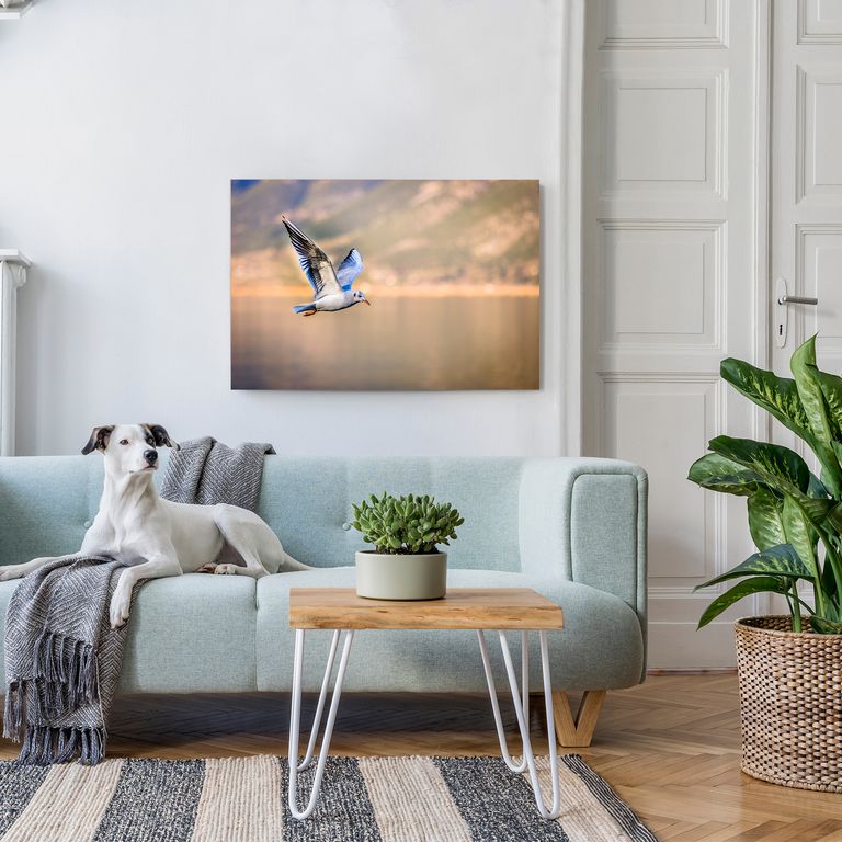 Bedrucktes Acrylglas als Magnetwand, Küchen-Hintergrund, Motiv Vogel