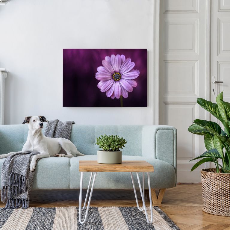 Bedrucktes Acrylglas als Magnetwand, Küchen-Hintergrund, Motiv Lila