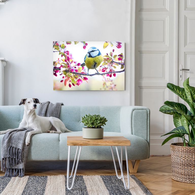 Bedrucktes Acrylglas als Magnetwand, Küchen-Hintergrund, Motiv Bird