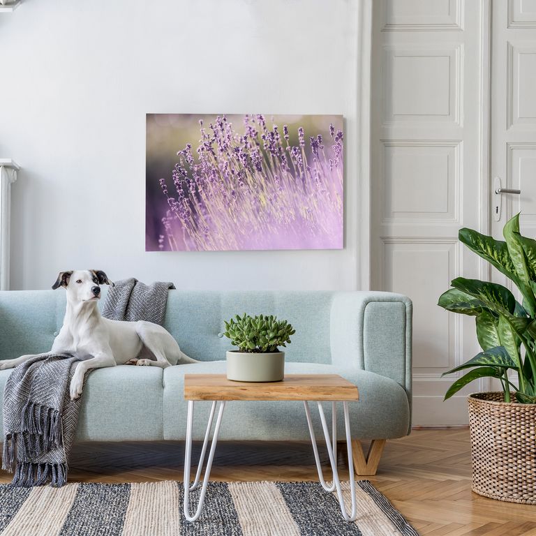Bedrucktes Acrylglas als Magnetwand, Küchen-Hintergrund, Motiv Lavendel