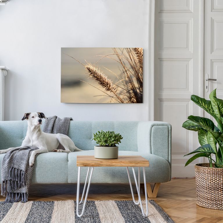Bedrucktes Acrylglas als Magnetwand, Küchen-Hintergrund, Motiv Grass