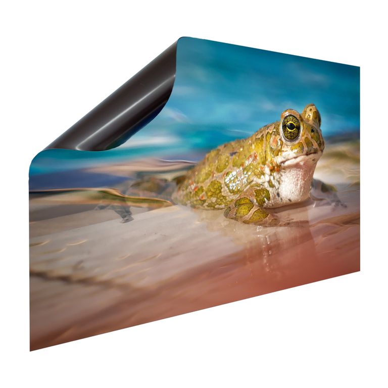 Magnet Heizkörperverkleidung Heizkörperabdeckung Heizung Schutz Motiv Frosch