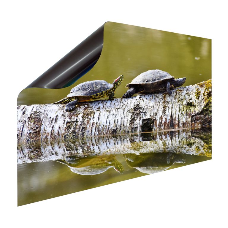 Magnet Heizkörperverkleidung Heizkörperabdeckung Heizung Motiv Schildkröten