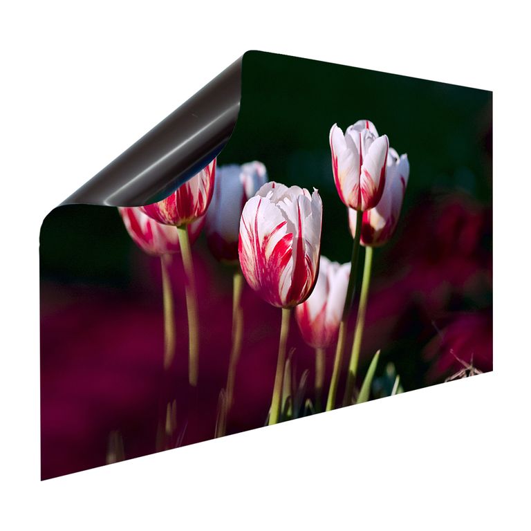 Magnet Heizkörperverkleidung Heizkörperabdeckung Heizkörper - Motiv Tulpen