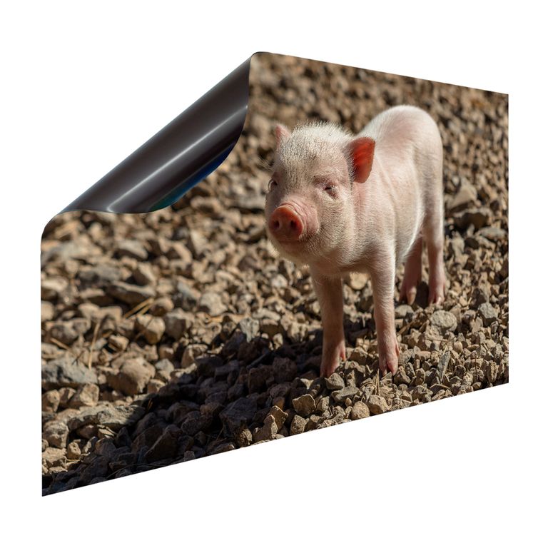 Magnet Heizkörperverkleidung Heizkörperabdeckung Heizung Motiv Baby Ferkel