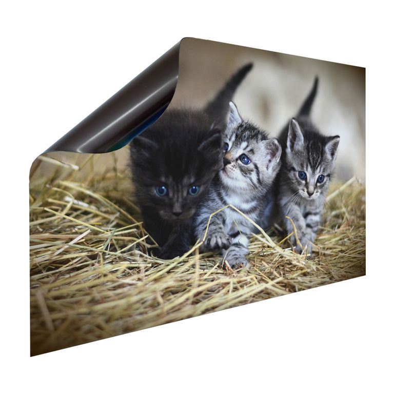 Magnet Heizkörperverkleidung Heizkörperabdeckung Heizung Motiv Babykatzen