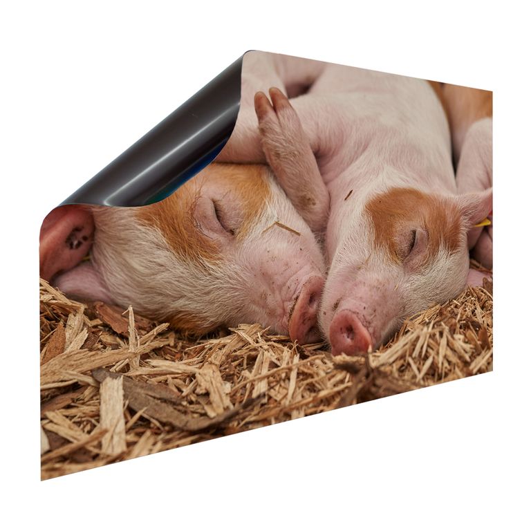 Magnet Heizkörperverkleidung Heizkörperabdeckung Heizung Motiv Schweineliebe