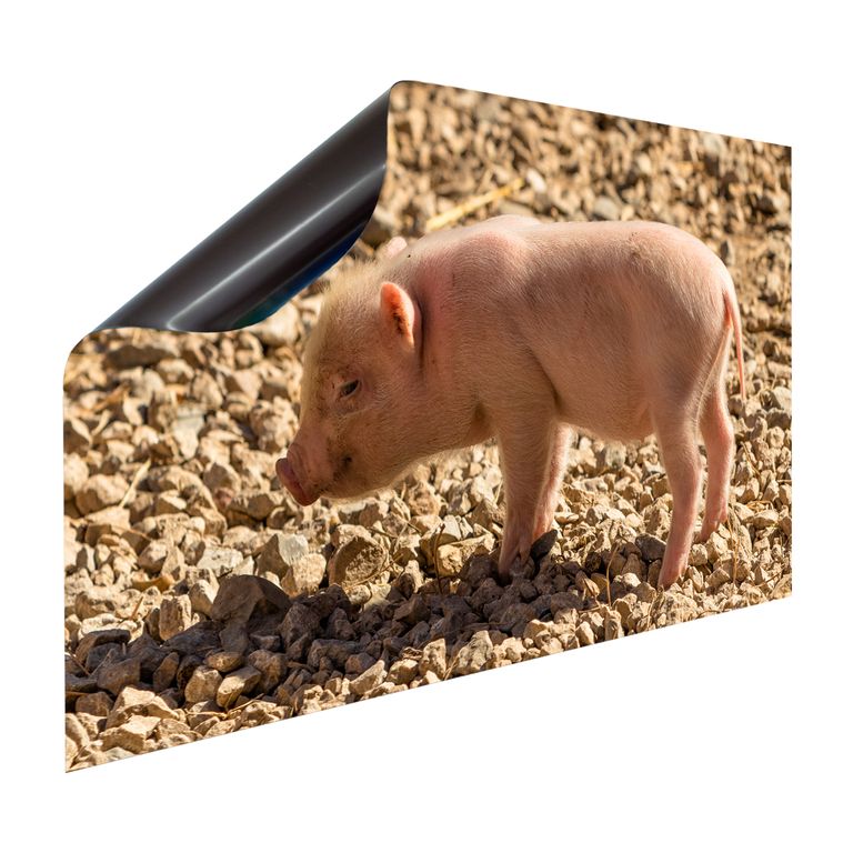 Magnet Heizkörperverkleidung Heizkörperabdeckung Heizung Motiv Schweinchen