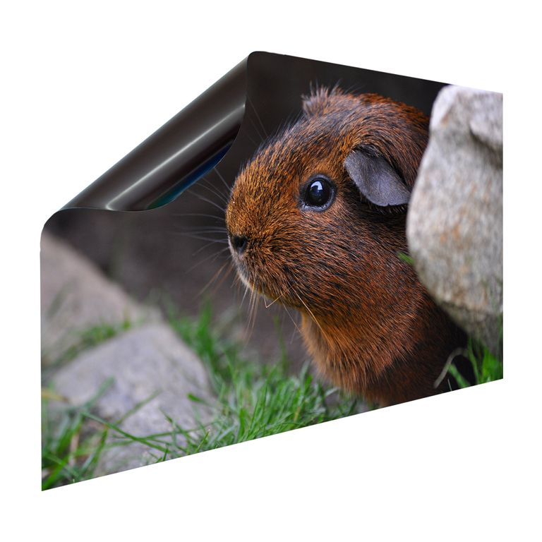 Magnet Heizkörperverkleidung Heizkörperabdeckung Heizung Motiv Meerschweinchen