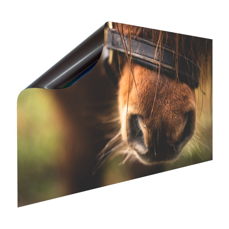 Magnet Heizkörperverkleidung Heizkörperabdeckung Heizung Schutz Motiv Horse