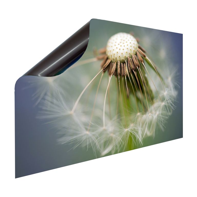 Magnet Heizkörperverkleidung Heizkörperabdeckung Heizkörper - Motiv Pusteblume