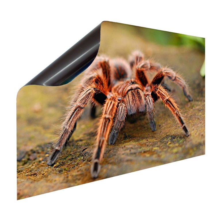 Magnet Heizkörperverkleidung Heizkörperabdeckung Heizung Schutz Motiv Spinne