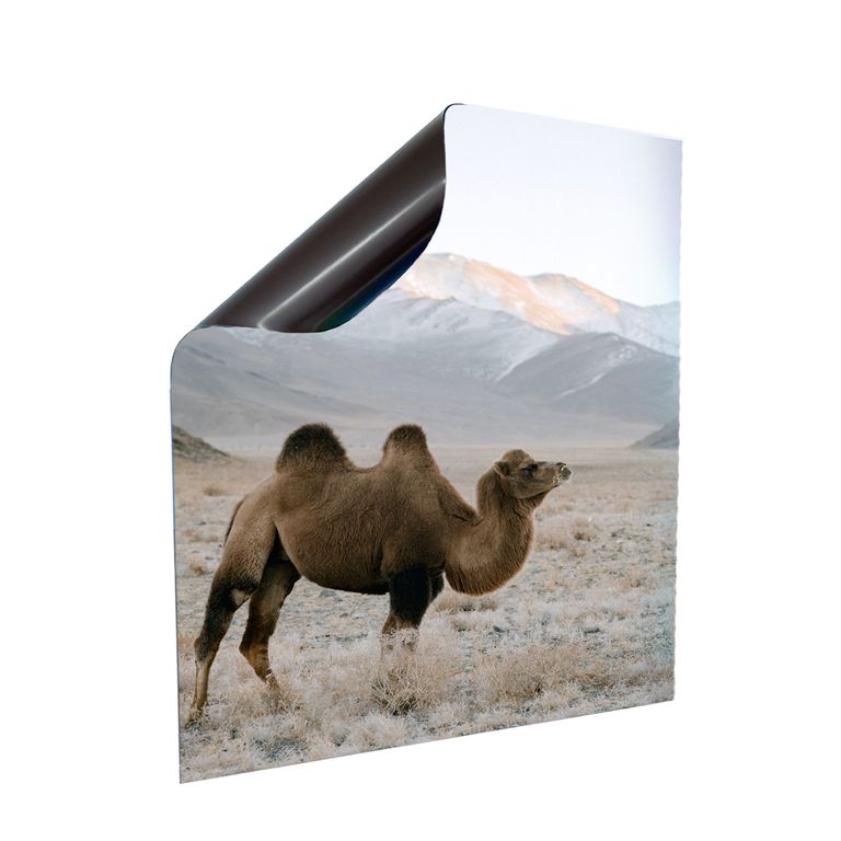 Stromkasten Magnet Bild Deko Stromverteiler Sicherungskasten Motiv Kamel