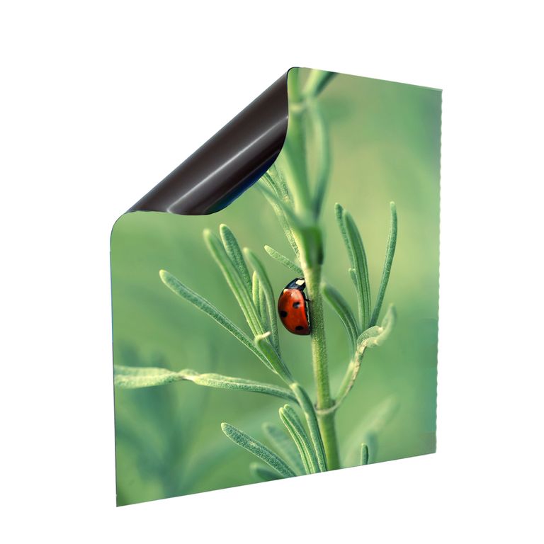 Stromkasten Magnet Bild Stromverteiler Sicherungskasten Motiv Käfer im Frühling