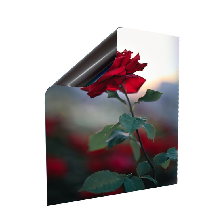 Stromkasten Magnet Bild Deko Stromverteiler Sicherungskasten Motiv Rose