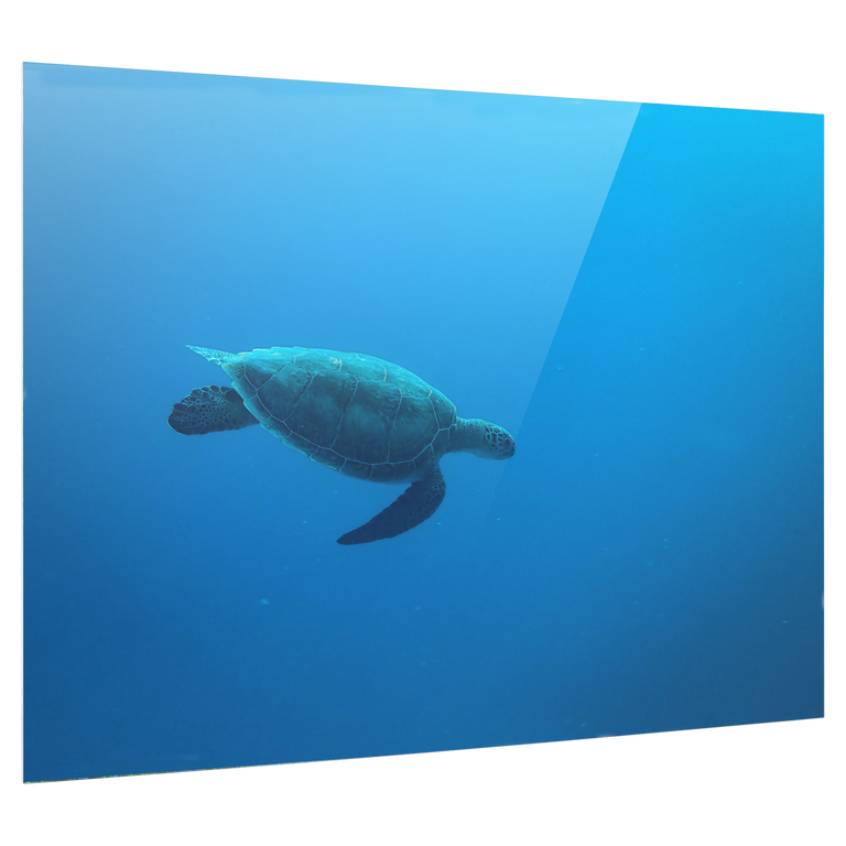 Bedrucktes Acrylglas als Magnetwand, Küchen-Hintergrund, Motiv: Wasser-Schildkröte