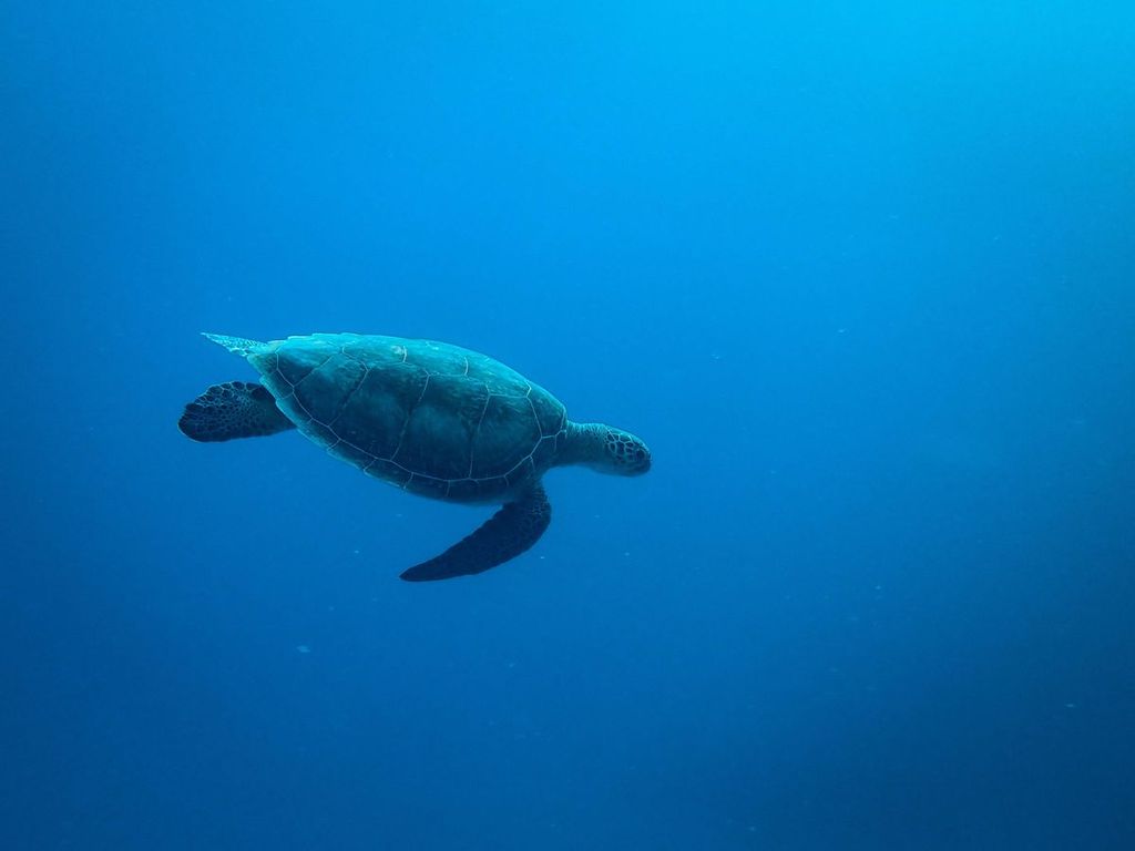 Bedrucktes Acrylglas als Magnetwand, Küchen-Hintergrund, Motiv: Wasser-Schildkröte