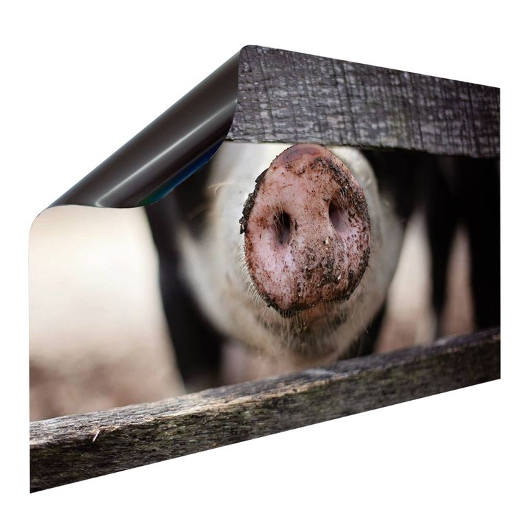 Magnet Heizkörperverkleidung Heizkörperabdeckung Heizung Motiv Schweinchennase