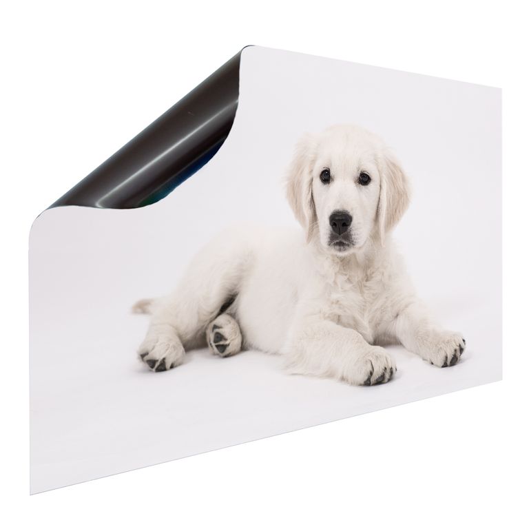 Magnet Heizkörperverkleidung Heizkörperabdeckung Heizung Schutz Motiv Hund