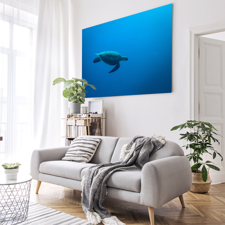 Bedrucktes Acrylglas als Magnetwand, Küchen-Hintergrund, Motiv: Wasser-Schildkröte