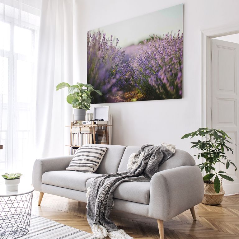 Bedrucktes Acrylglas als Magnetwand, Küchen-Hintergrund, Motiv Lavendelfeld