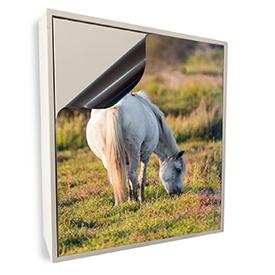 Tiere