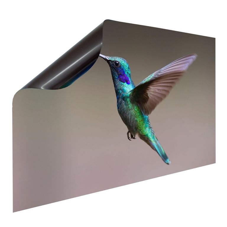 Bedruckte Magnetpinnwand Eisenfolie Whiteboard Magnetwand Motiv Kolibri