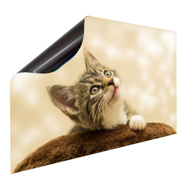 Bedruckte Magnetpinnwand Eisenfolie Whiteboard Magnetwand Motiv Katze