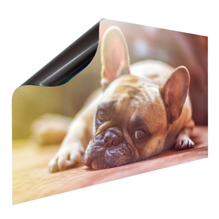 Magnetfolie Einzelbild - Hochwertiger Digitaldruck auf Magnetfolie Motiv Hund