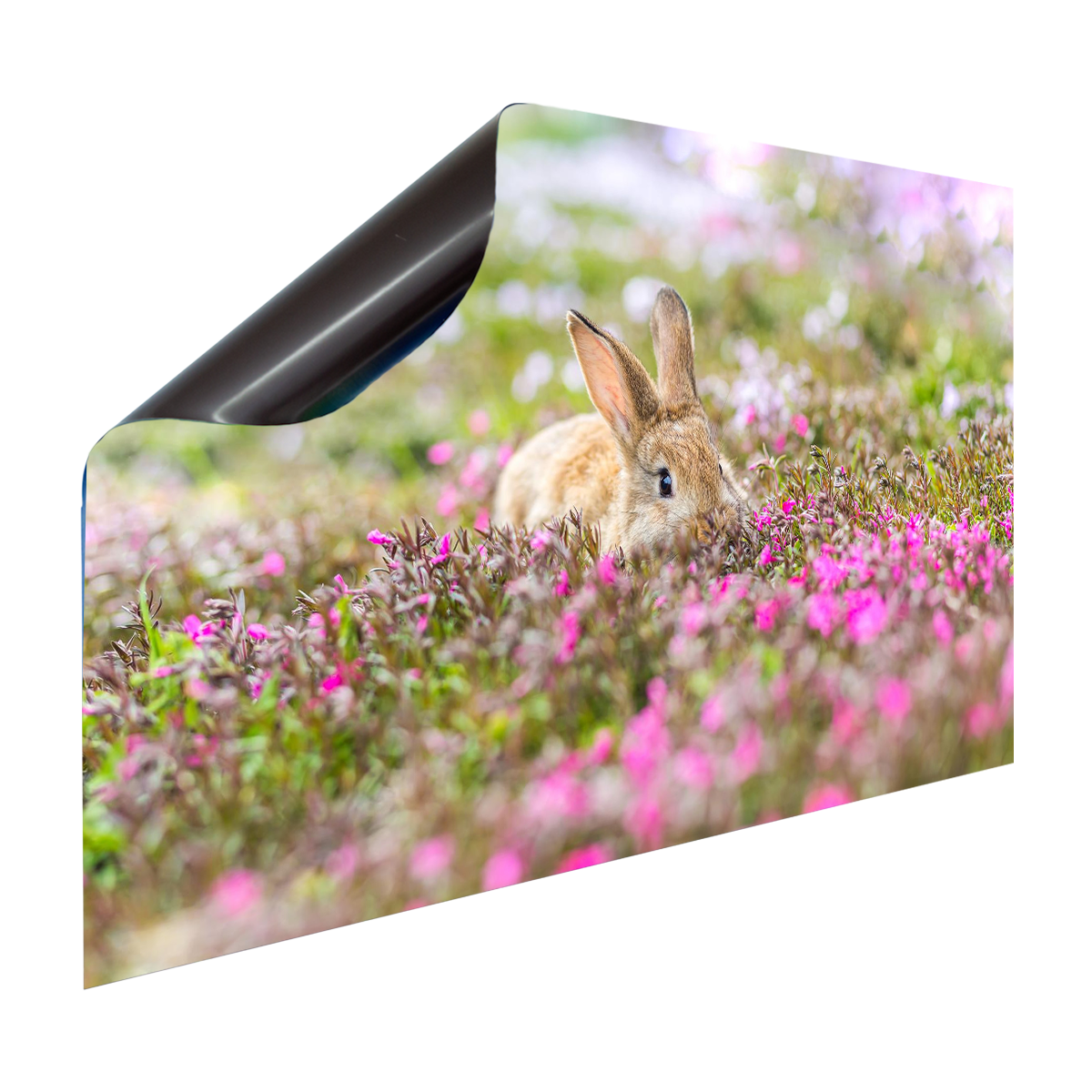 Magnet Heizkörperverkleidung Heizkörperabdeckung Heizung Schutz Motiv Hase im Rosa Grünen Feld – Produktbild 2 von 4