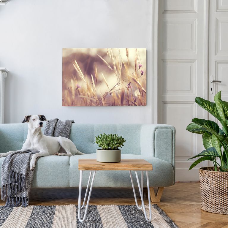 Bedrucktes Acrylglas als Magnetwand, Küchen-Hintergrund, Motiv Weizenfeld