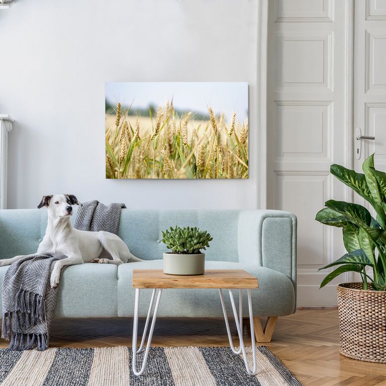 Bedrucktes Acrylglas als Magnetwand, Küchen-Hintergrund, Motiv Weizen
