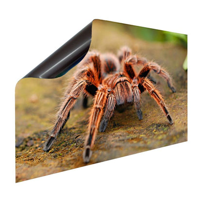 Magnet Heizkörperverkleidung Heizkörperabdeckung Heizung Schutz Motiv Spinne