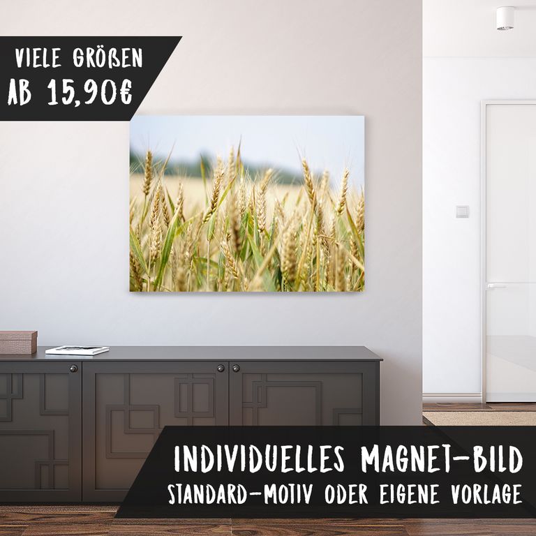 Magnetfolie Einzelbild - Hochwertiger Digitaldruck auf Magnetfolie Motiv Weizen