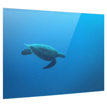 Bedrucktes Acrylglas als Magnetwand, Küchen-Hintergrund, Motiv: Wasser-Schildkröte