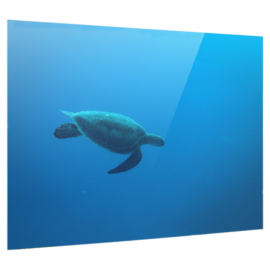 Bedrucktes Acrylglas als Magnetwand, Küchen-Hintergrund, Motiv: Wasser-Schildkröte
