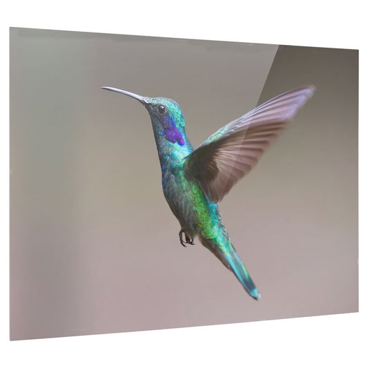 Bedrucktes Acrylglas als Magnetwand, Küchen-Hintergrund, Motiv Kolibri