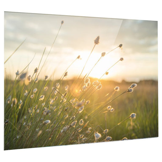 Bedrucktes Acrylglas als Magnetwand, Küchen-Hintergrund, Motiv Grashalm