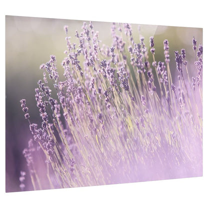 Bedrucktes Acrylglas als Magnetwand, Küchen-Hintergrund, Motiv Lavendel