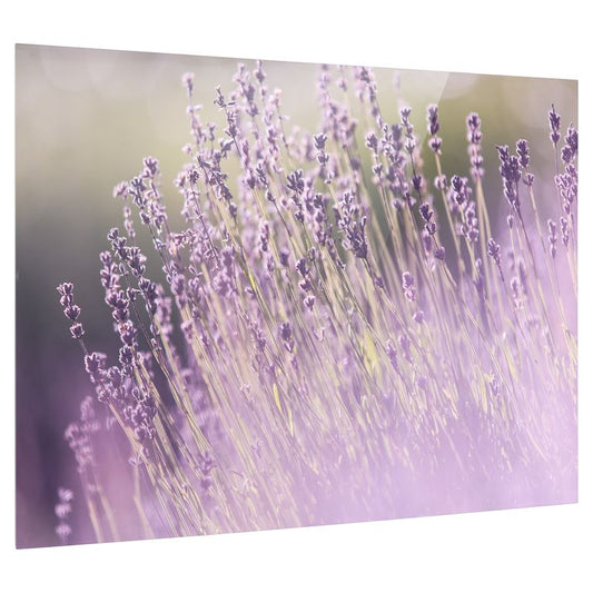 Bedrucktes Acrylglas als Magnetwand, Küchen-Hintergrund, Motiv Lavendel